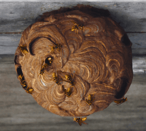 スズメバチの巣