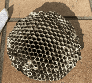 アシナガバチの巣